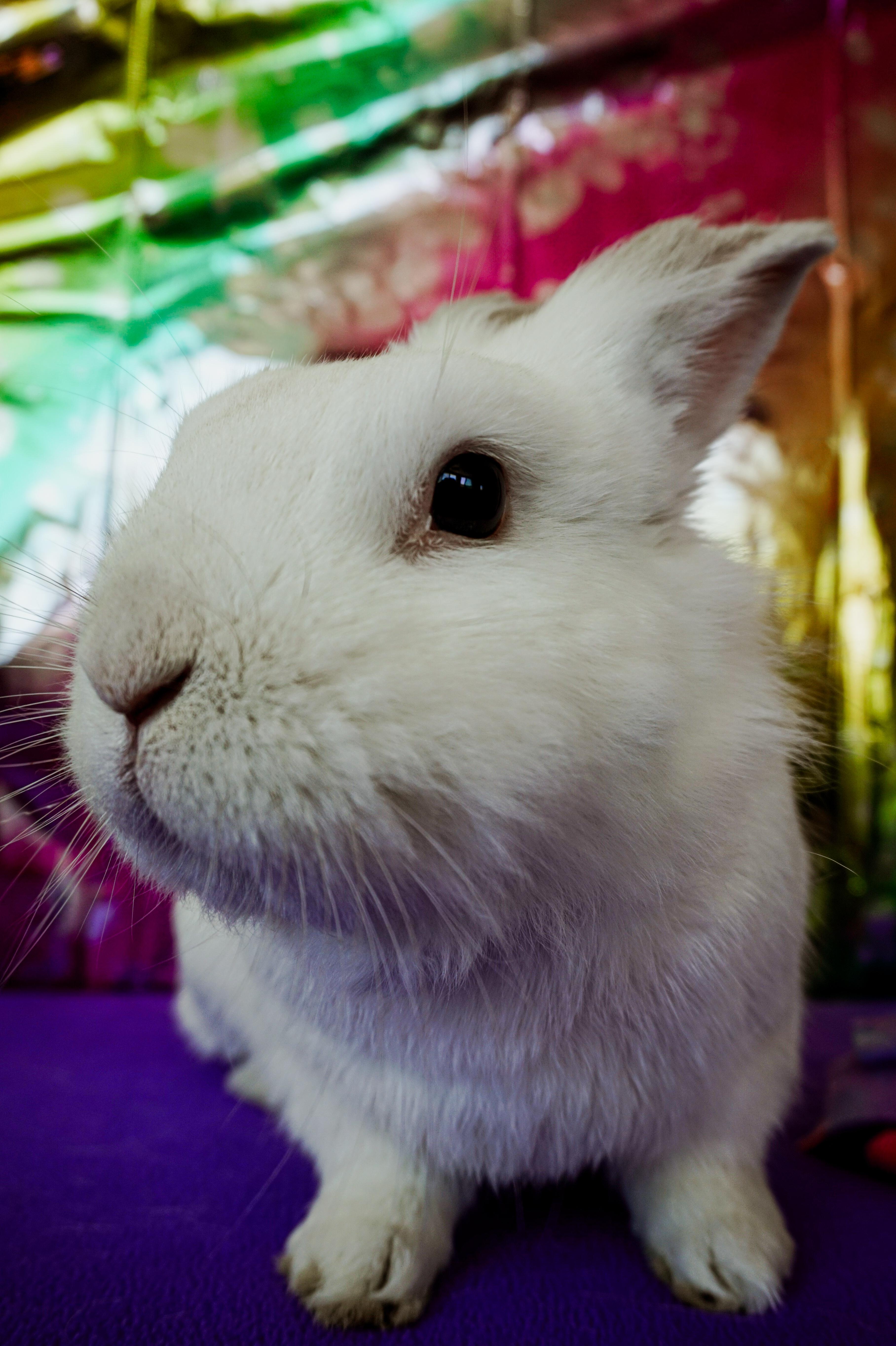 Enlarge Bobby, a ADOPTABLE Lionhead in Long Beach, CA image 4/4