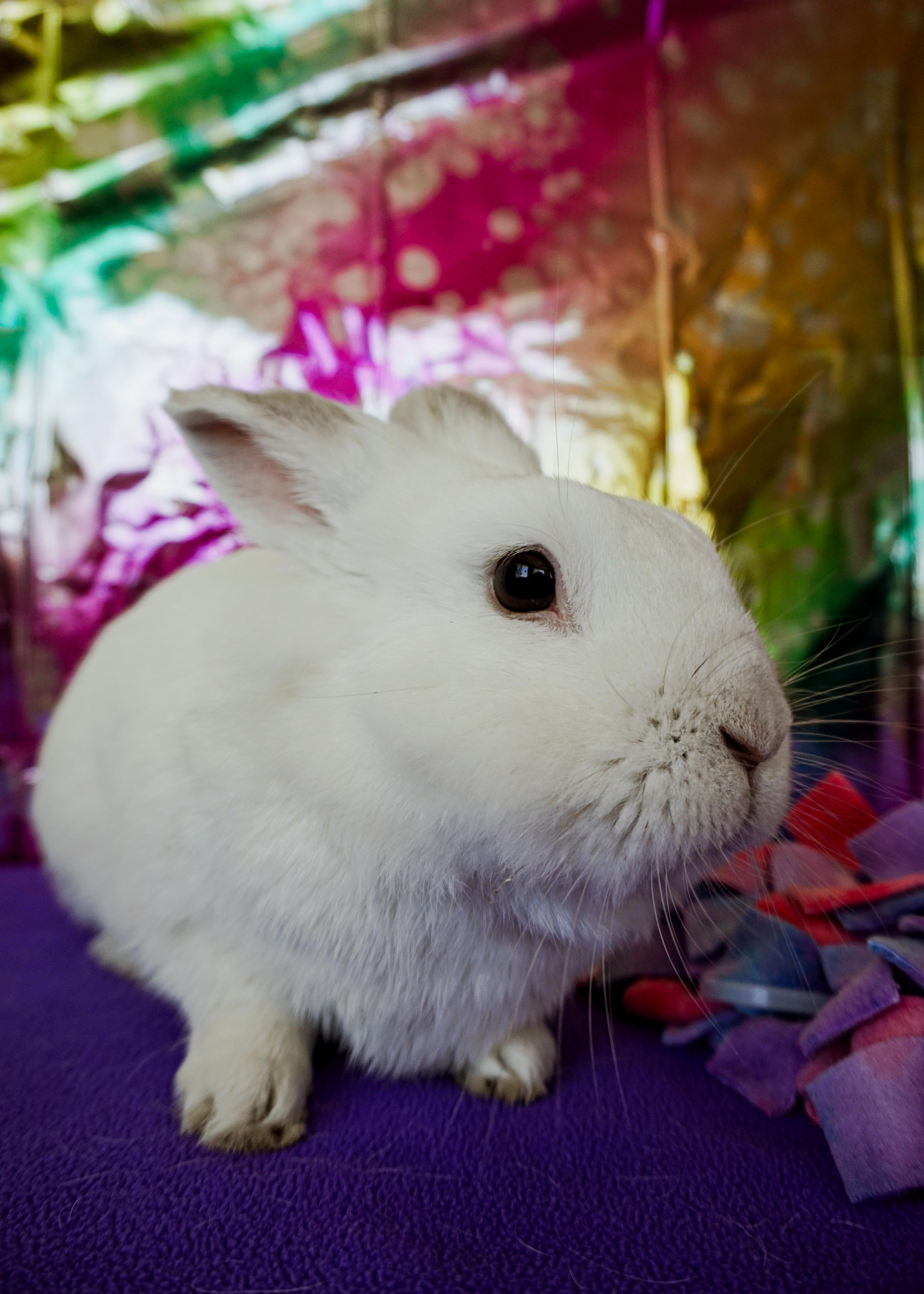 Enlarge Bobby, a ADOPTABLE Lionhead in Long Beach, CA image 3/4