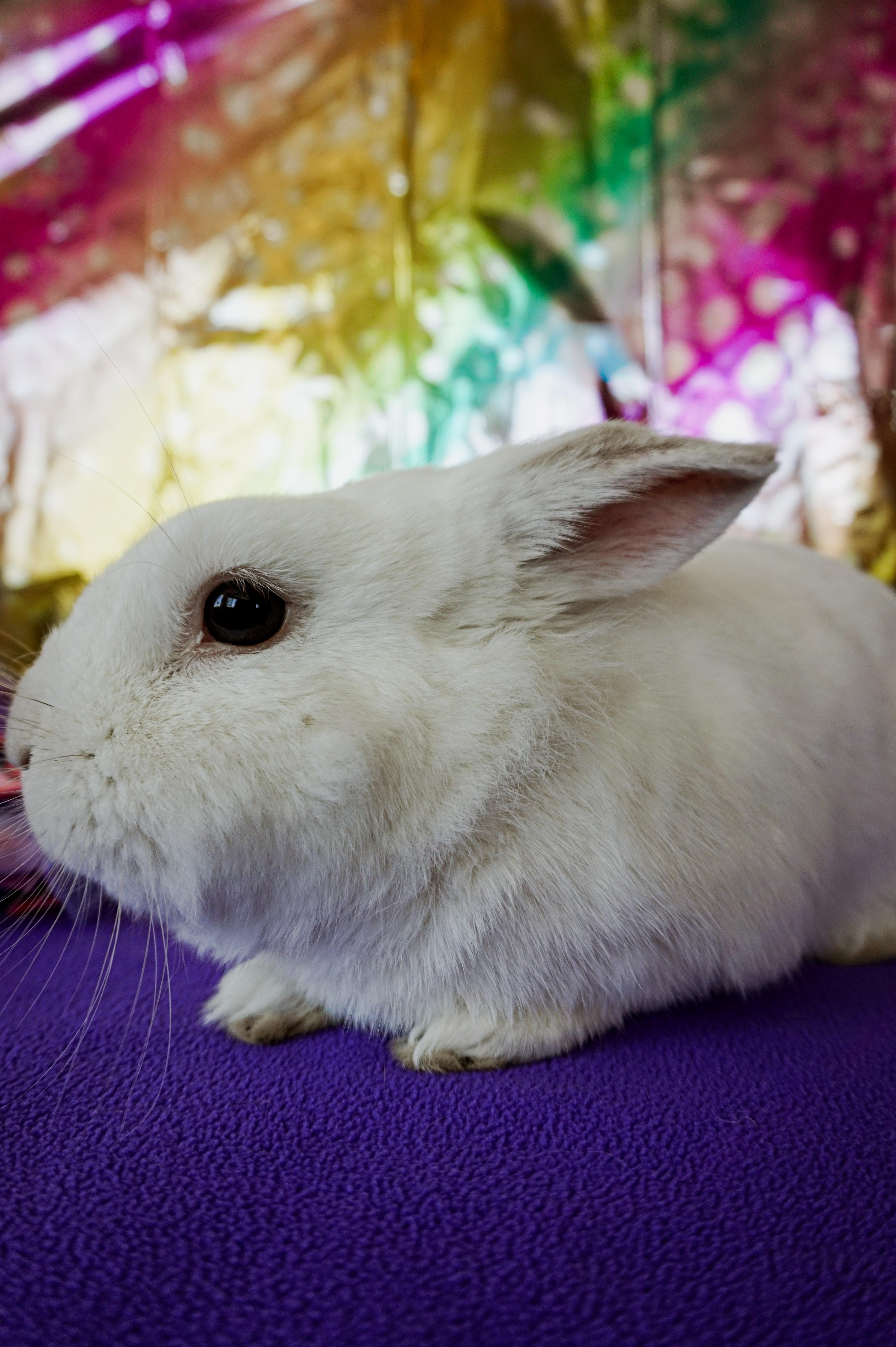 Enlarge Bobby, a ADOPTABLE Lionhead in Long Beach, CA image 2/4