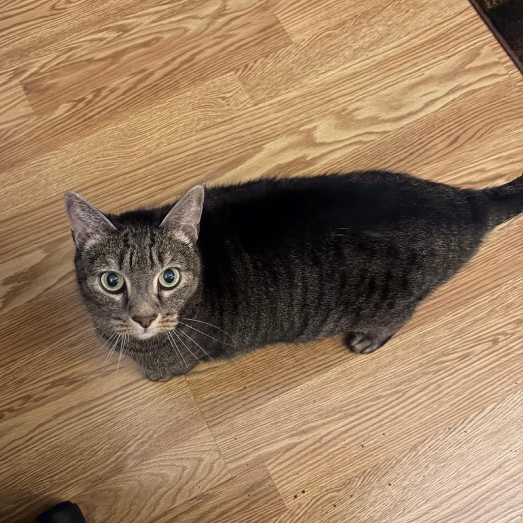 Enlarge Shirley - In Foster Care, a Adoptable Domestic Short Hair in Naperville, IL image 1/6