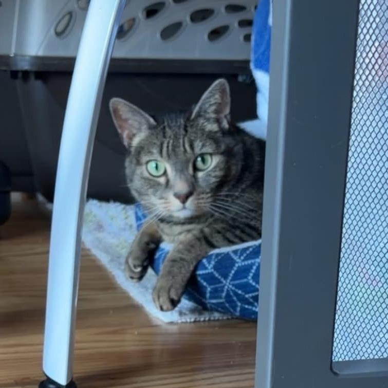 Enlarge Shirley - In Foster Care, a Adoptable Domestic Short Hair in Naperville, IL image 2/6