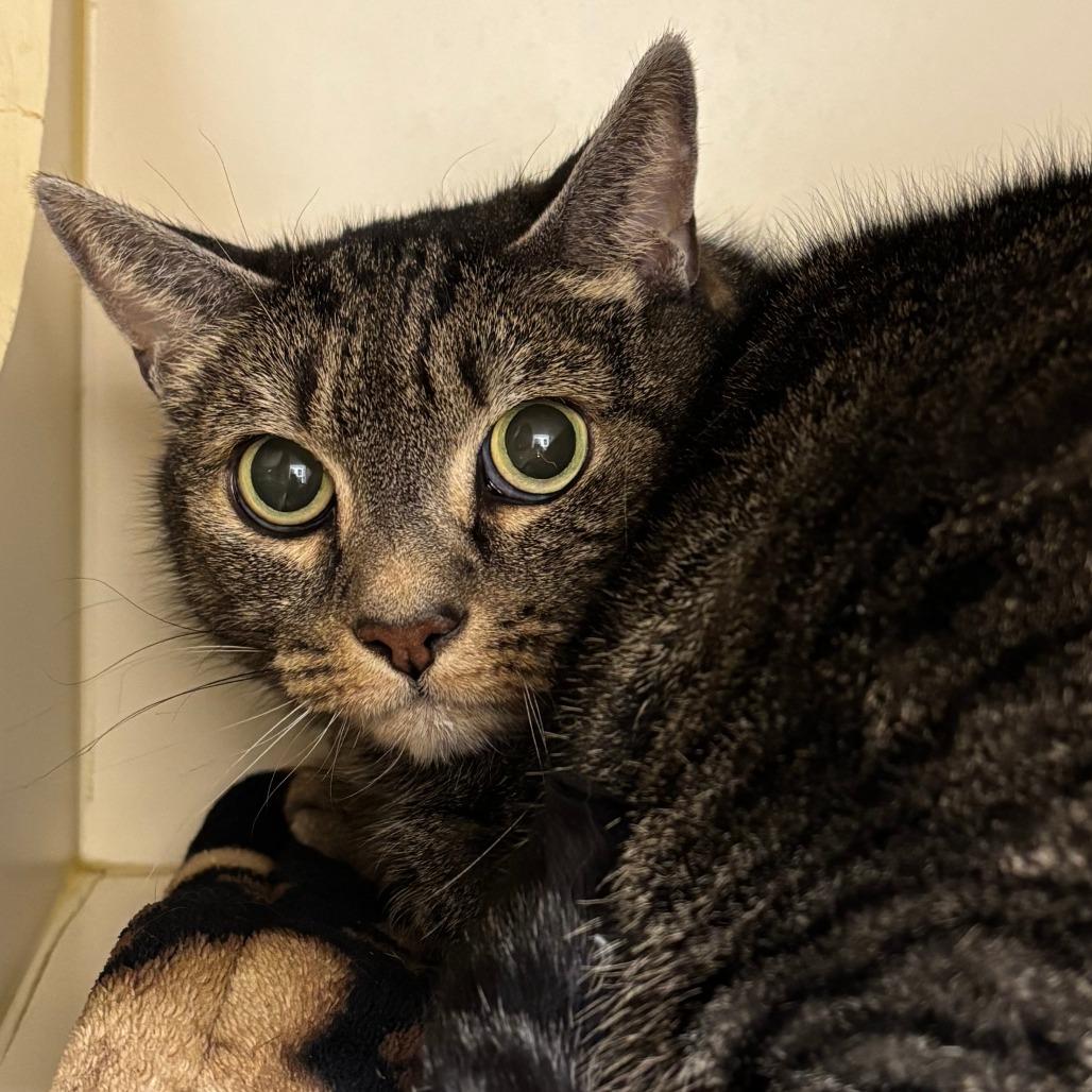 Shirley, Adoptable, Senior Female Domestic Short Hair.