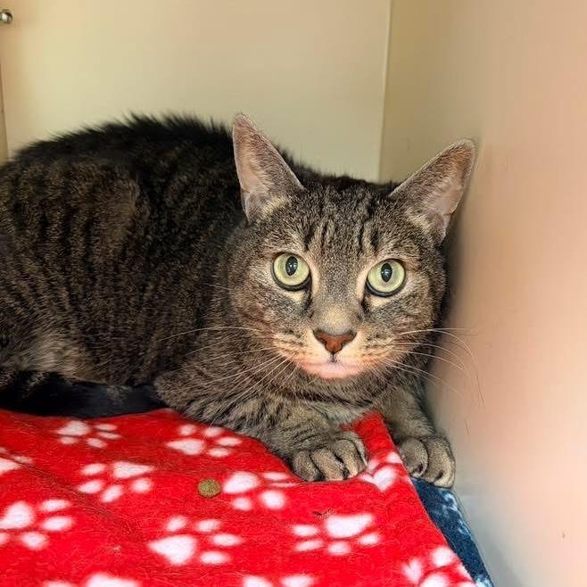 Shirley - In Foster Care, a Adoptable Domestic Short Hair in Naperville, IL image 1/3