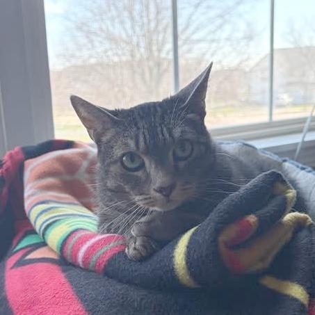 Enlarge Shirley - In Foster Care, a Adoptable Domestic Short Hair in Naperville, IL image 4/6