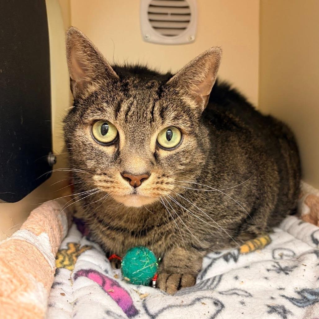 Shirley - In Foster Care, a Adoptable Domestic Short Hair in Naperville, IL image 2/3