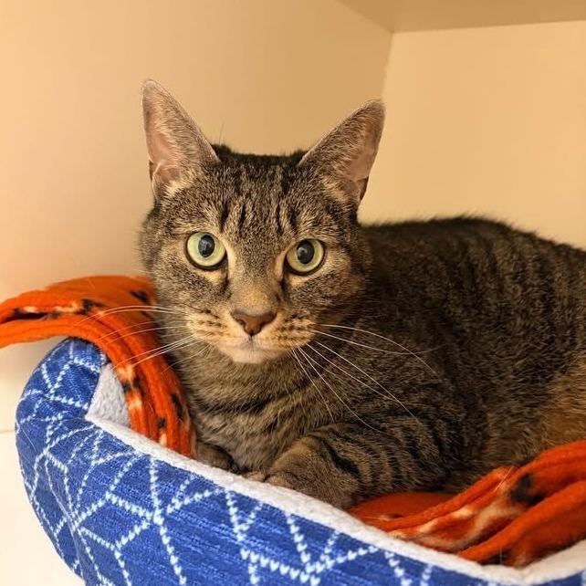 Shirley - In Foster Care, a Adoptable Domestic Short Hair in Naperville, IL image 3/3