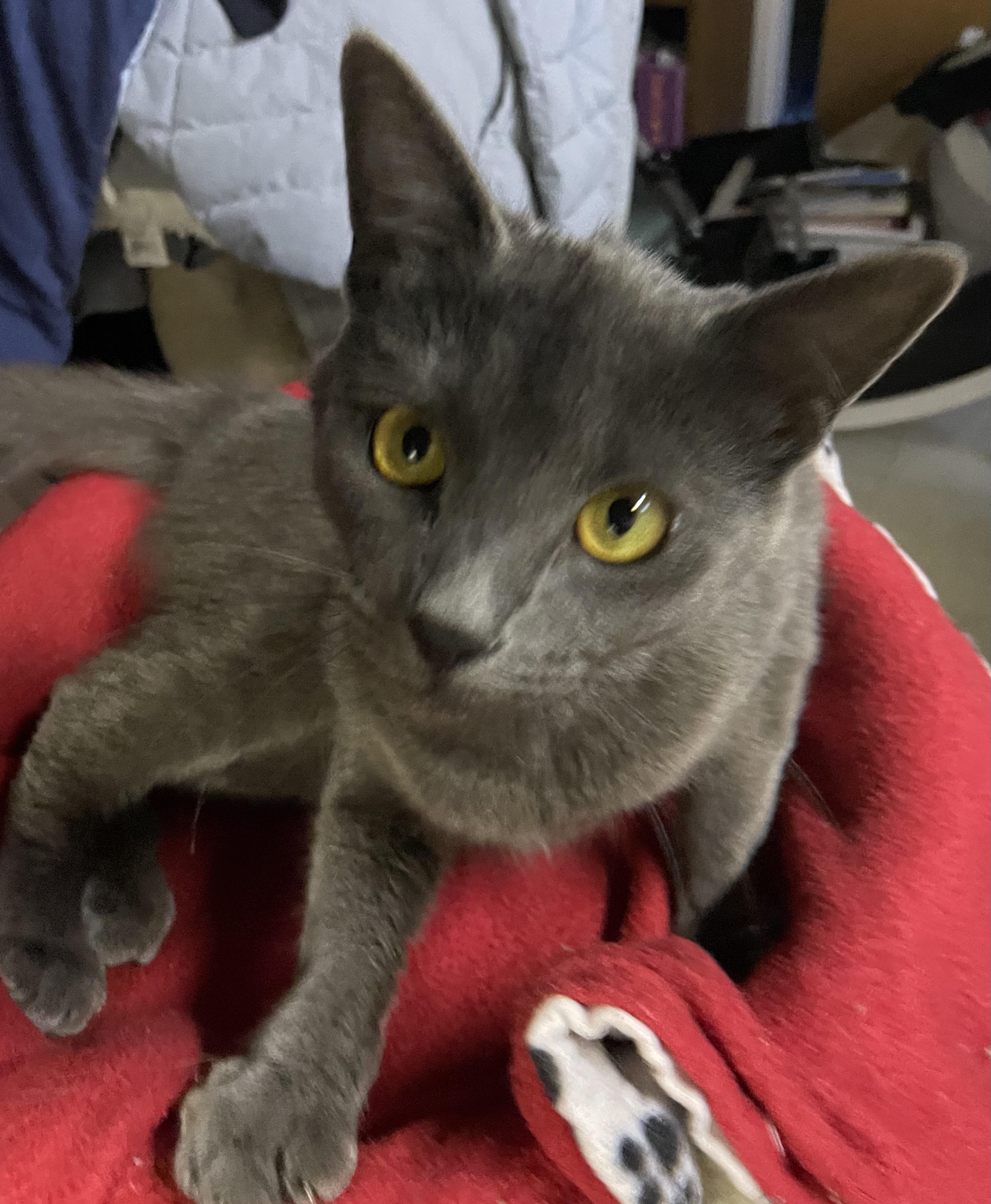 Enlarge Charlene, a Adoptable Domestic Short Hair in Westland, MI image 4/4