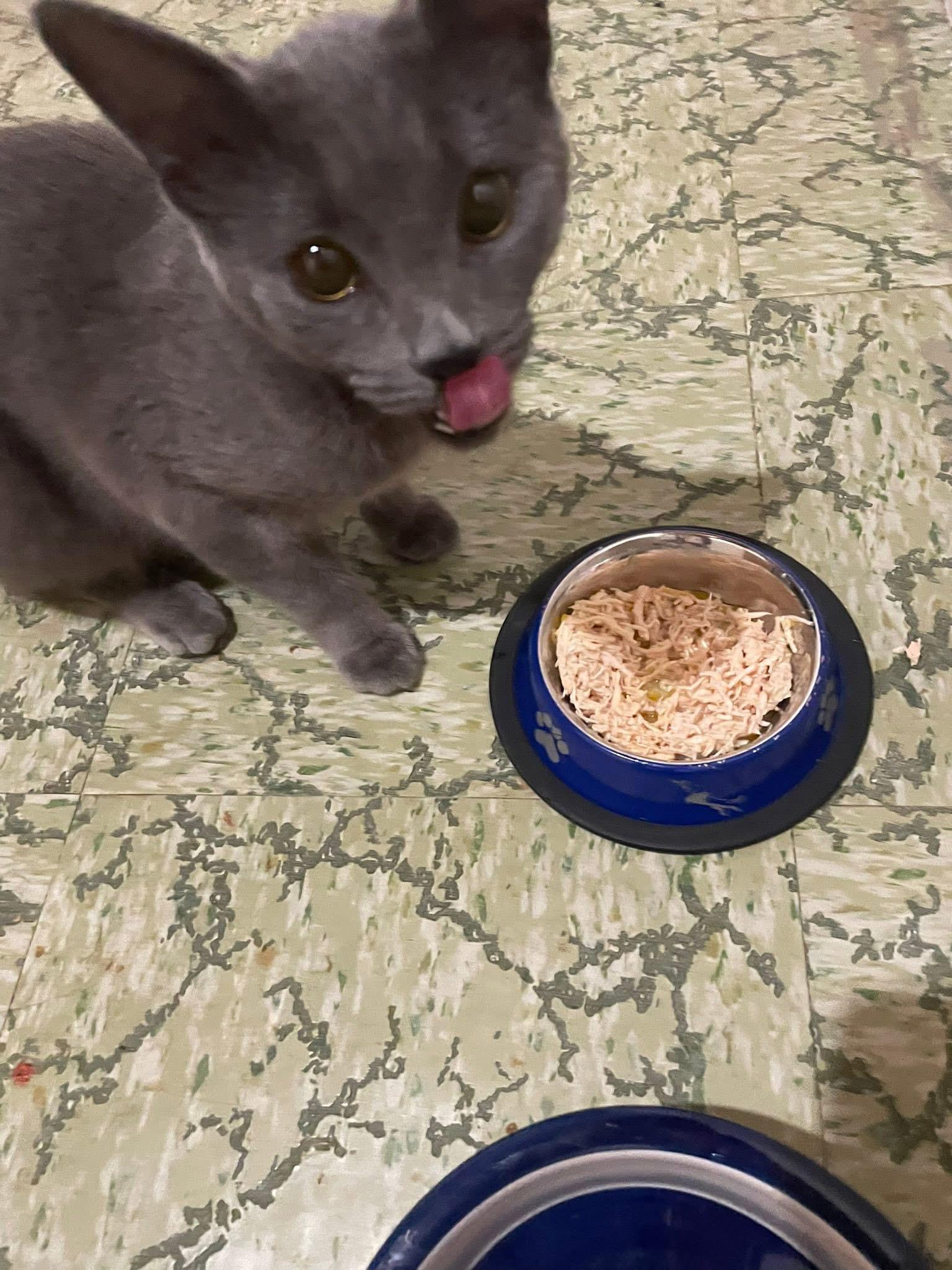 Enlarge Charlene, a Adoptable Domestic Short Hair in Westland, MI image 1/4