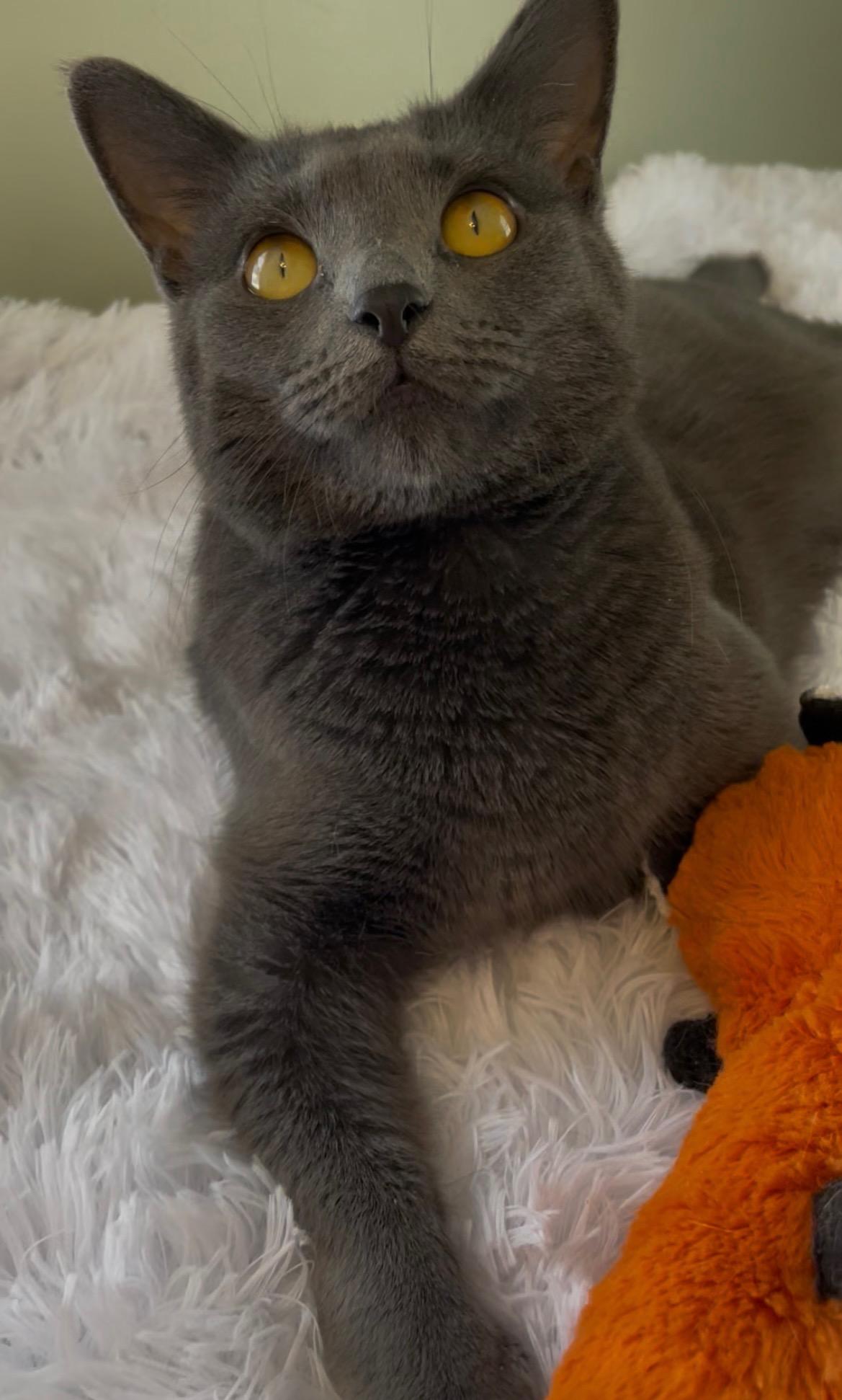 Enlarge Charlie Girl, a Adoptable Domestic Short Hair in Westland, MI image 4/5