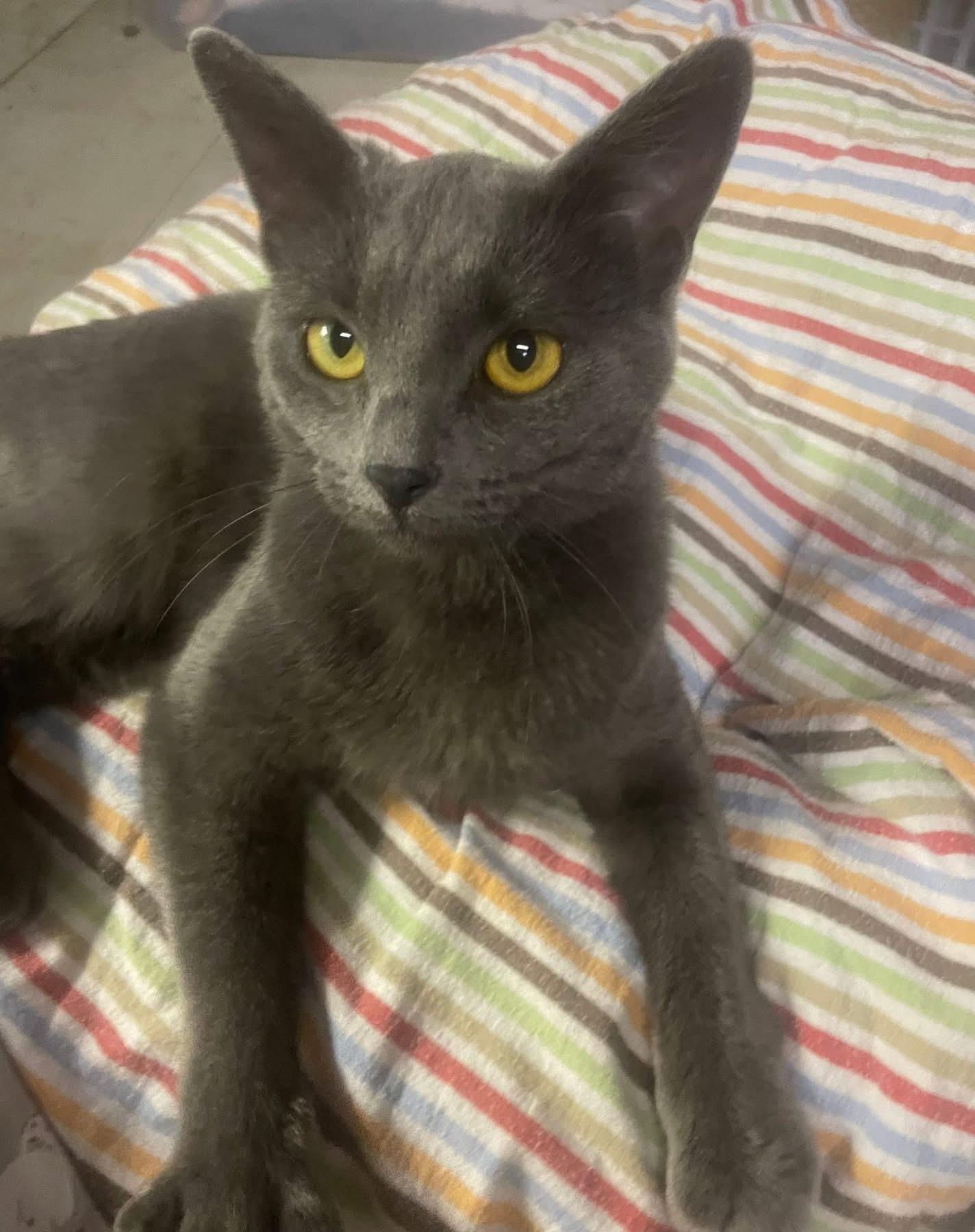 Charlene, Adoptable, Young Female Domestic Short Hair.