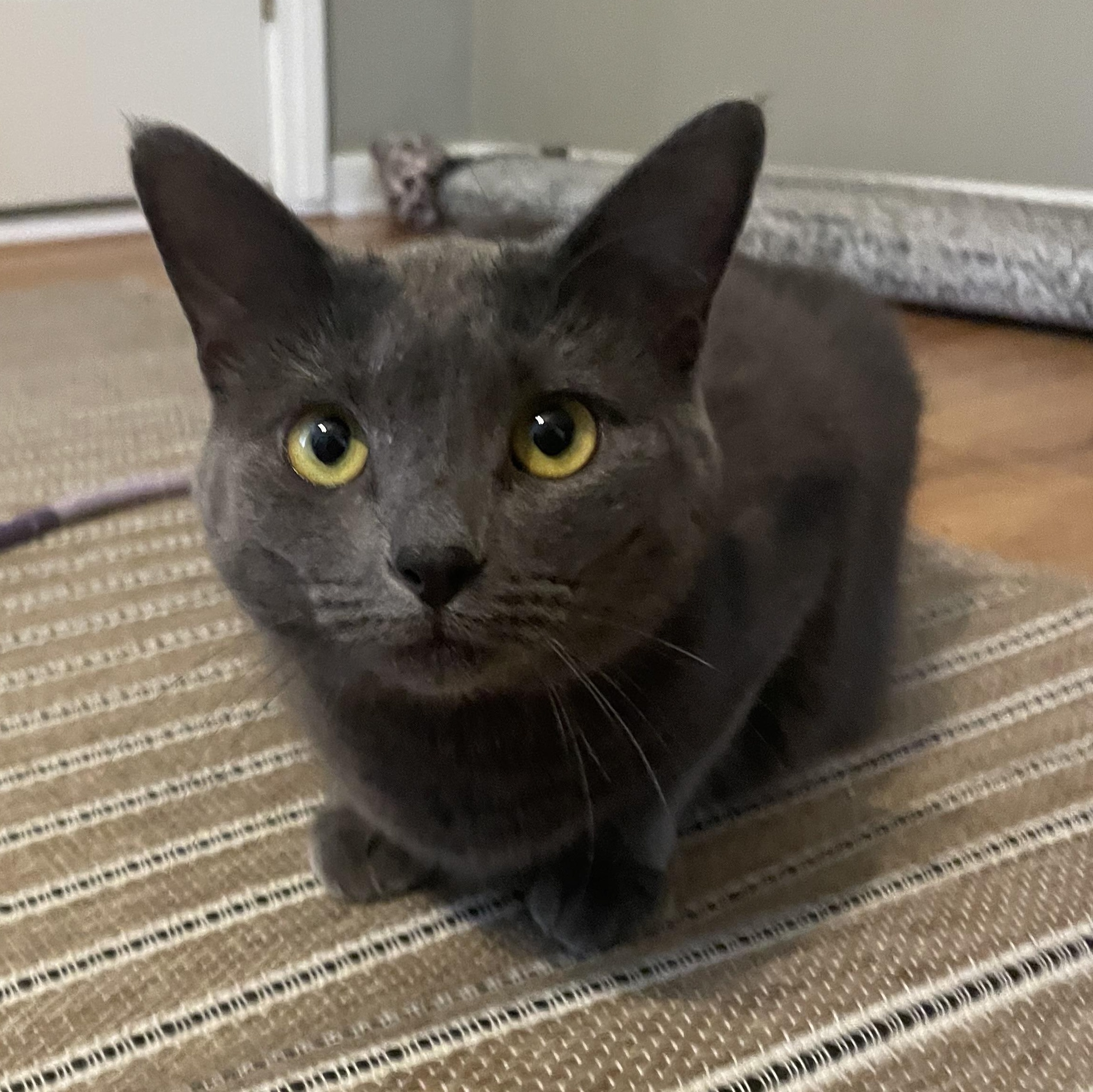 Enlarge Charlie Girl, a Adoptable Domestic Short Hair in Westland, MI image 1/5