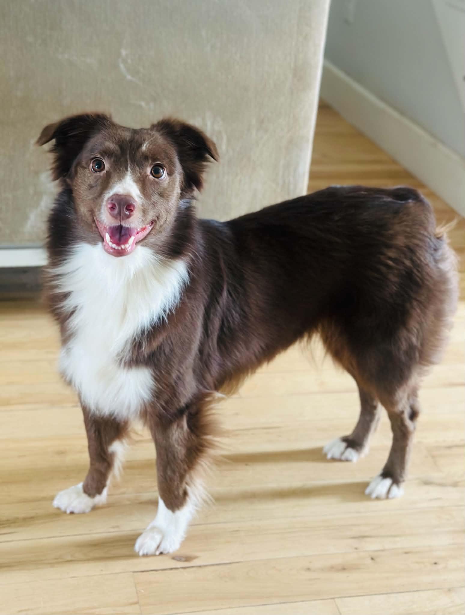 Jenny, Adoptable, Adult Female Australian Shepherd.