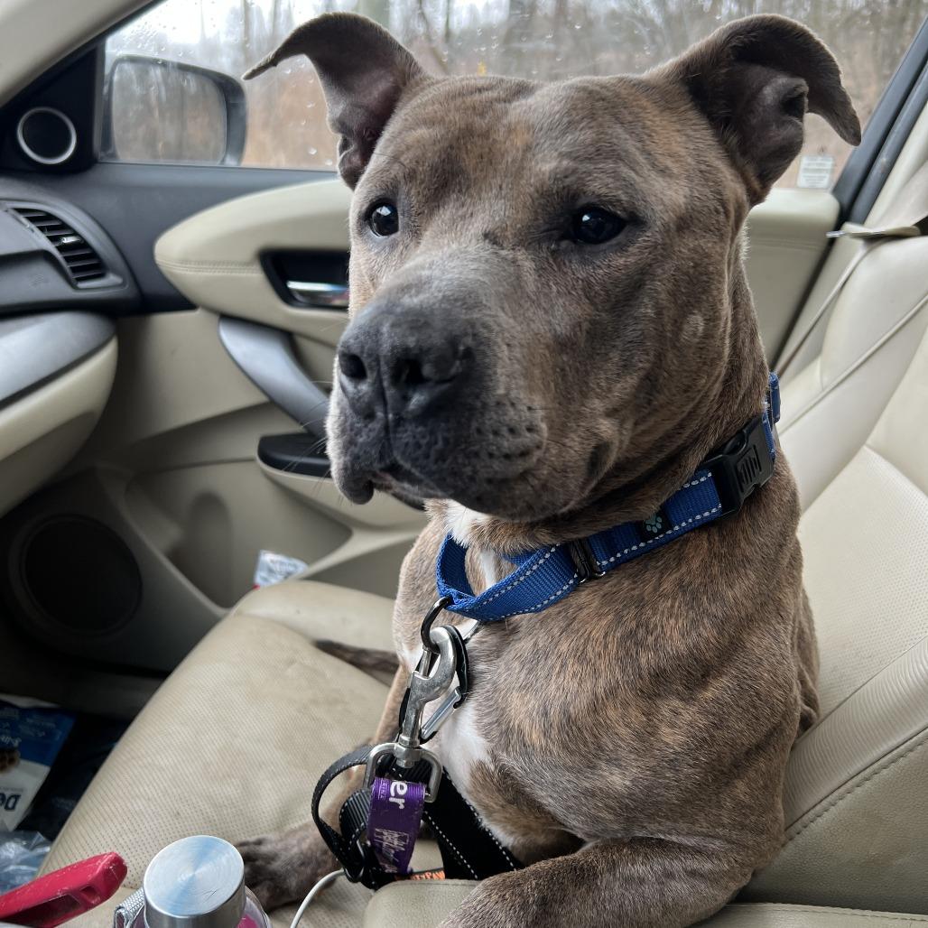 Bingo, Adoptable, Adult Male Mastiff & Plott Hound.