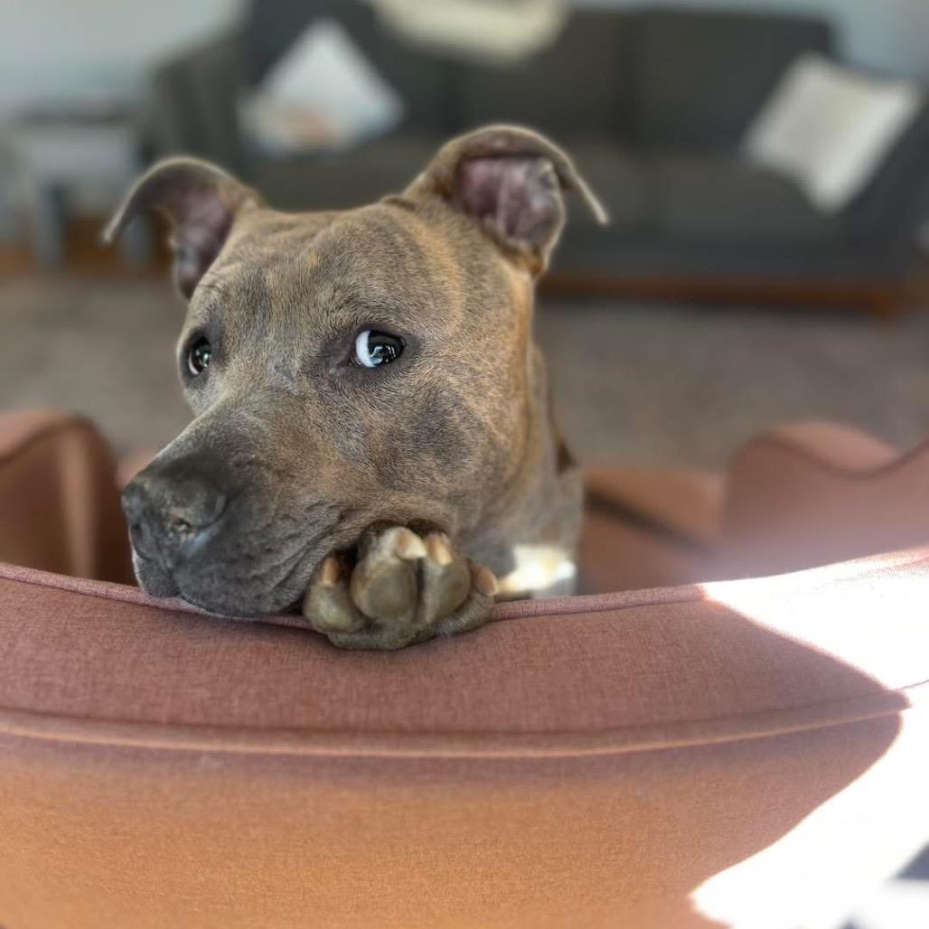 Enlarge Bingo, a Adoptable mixed breed in West Chester, PA image 1/6