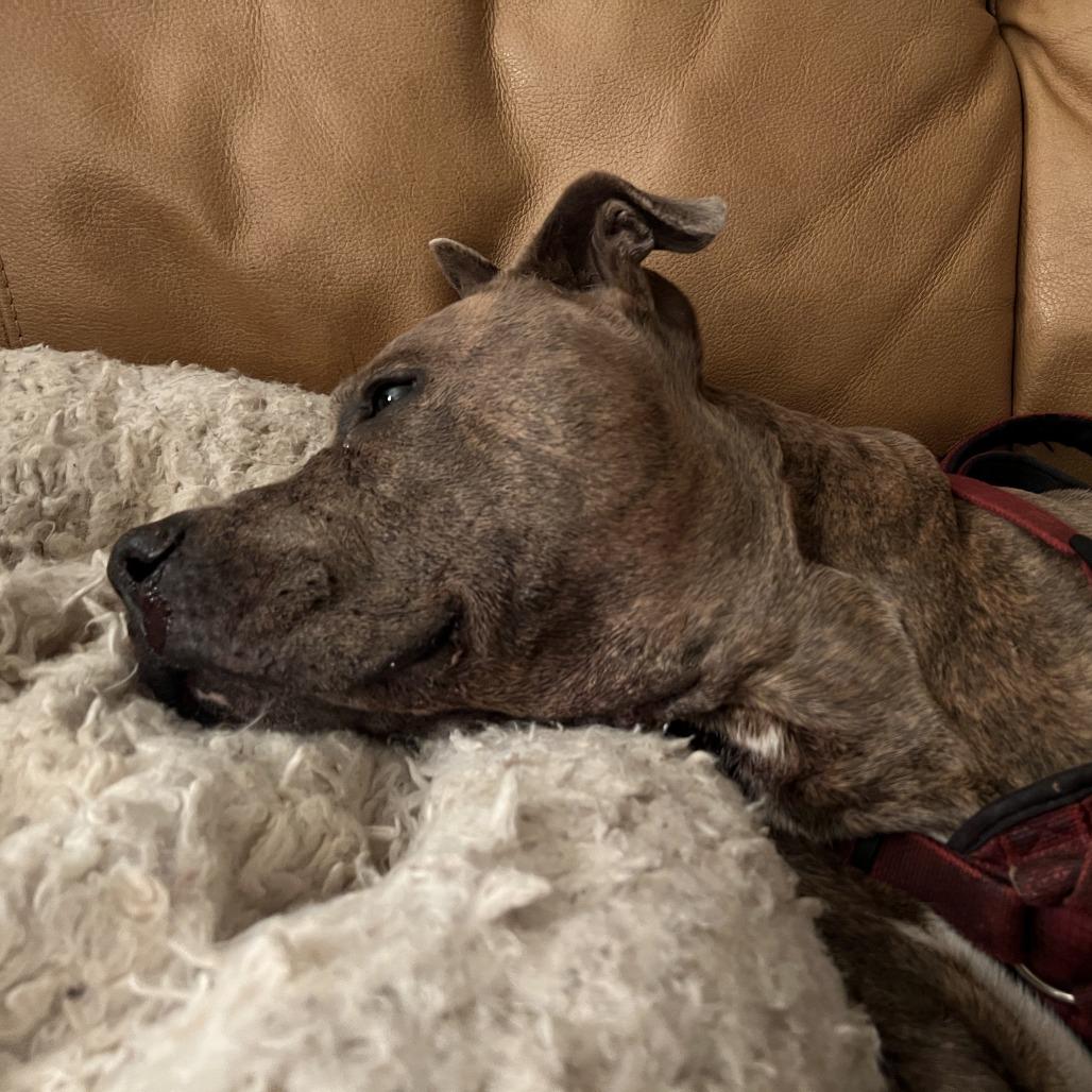 Bingo, Adoptable, Adult Male Mastiff & Plott Hound.