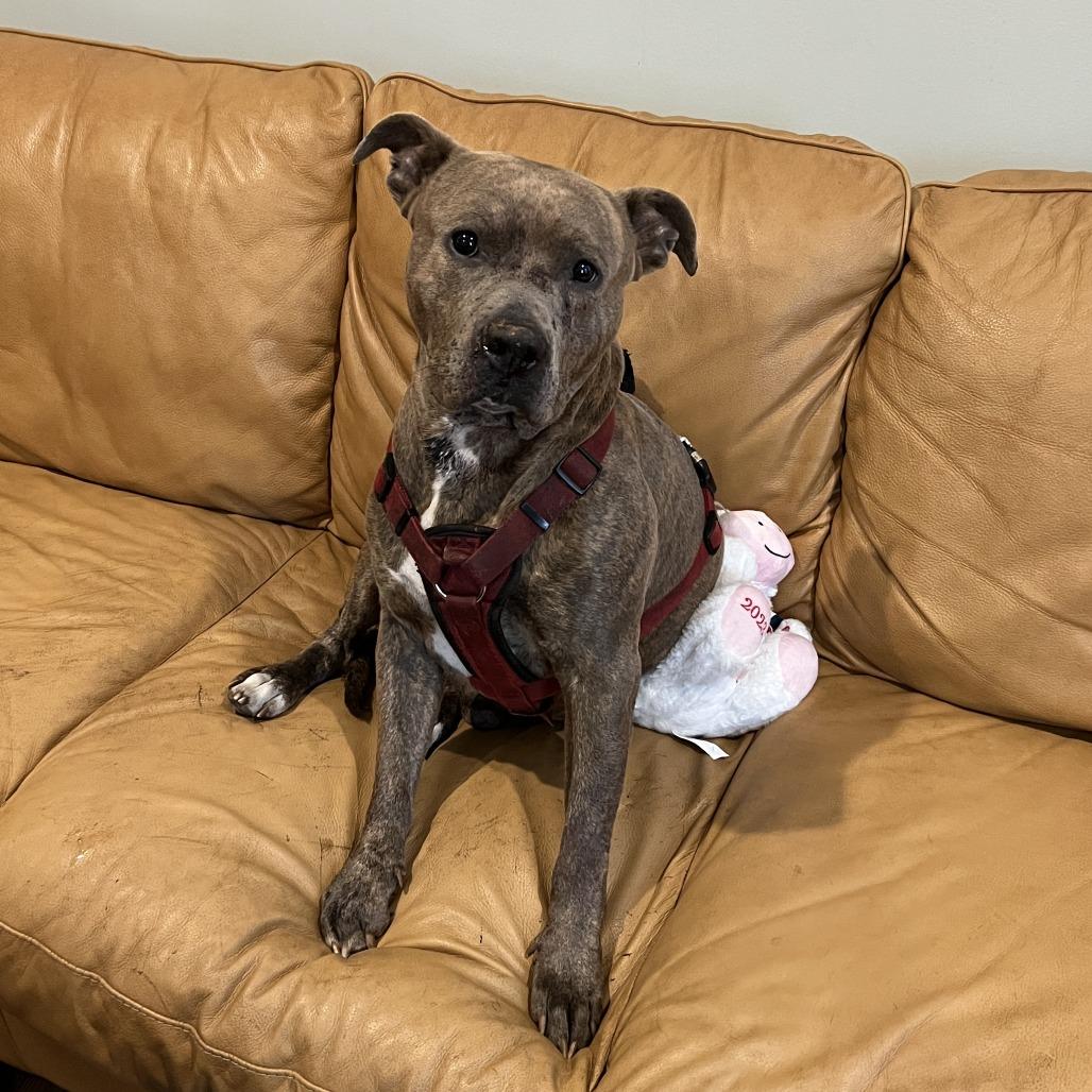 Enlarge Bingo, a Adoptable mixed breed in West Chester, PA image 2/6