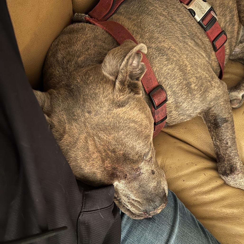 Enlarge Bingo, a Adoptable mixed breed in West Chester, PA image 3/6