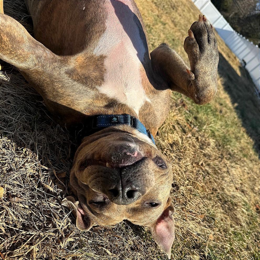 Enlarge Bingo, a Adoptable mixed breed in West Chester, PA image 2/6
