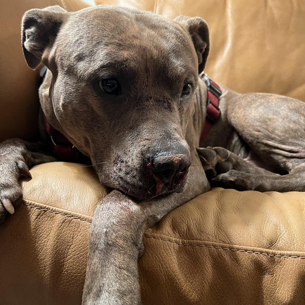 Bingo, Adoptable, Adult Male Mastiff & Plott Hound.