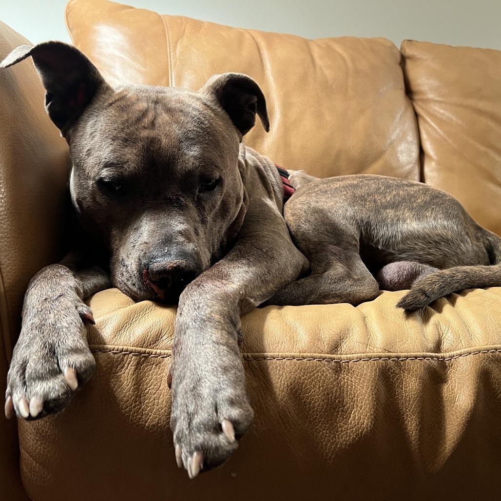 Enlarge Bingo, a Adoptable mixed breed in West Chester, PA image 6/6