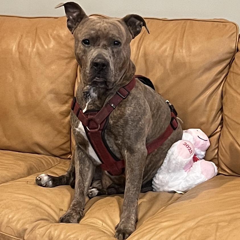 Enlarge Bingo, a Adoptable mixed breed in West Chester, PA image 2/6