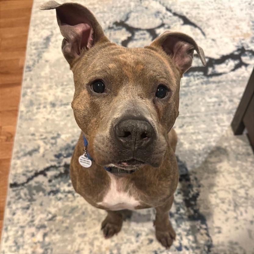 Enlarge Bingo, a Adoptable mixed breed in West Chester, PA image 4/6