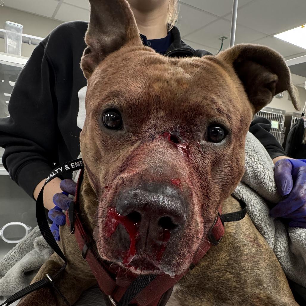 Enlarge Bingo, a Adoptable mixed breed in West Chester, PA image 3/6