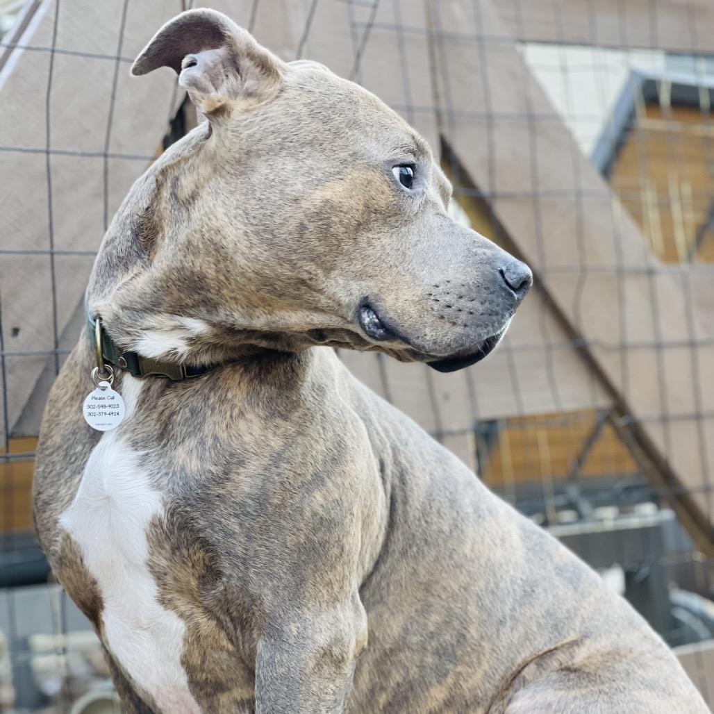 Enlarge Bingo, a Adoptable mixed breed in West Chester, PA image 5/6