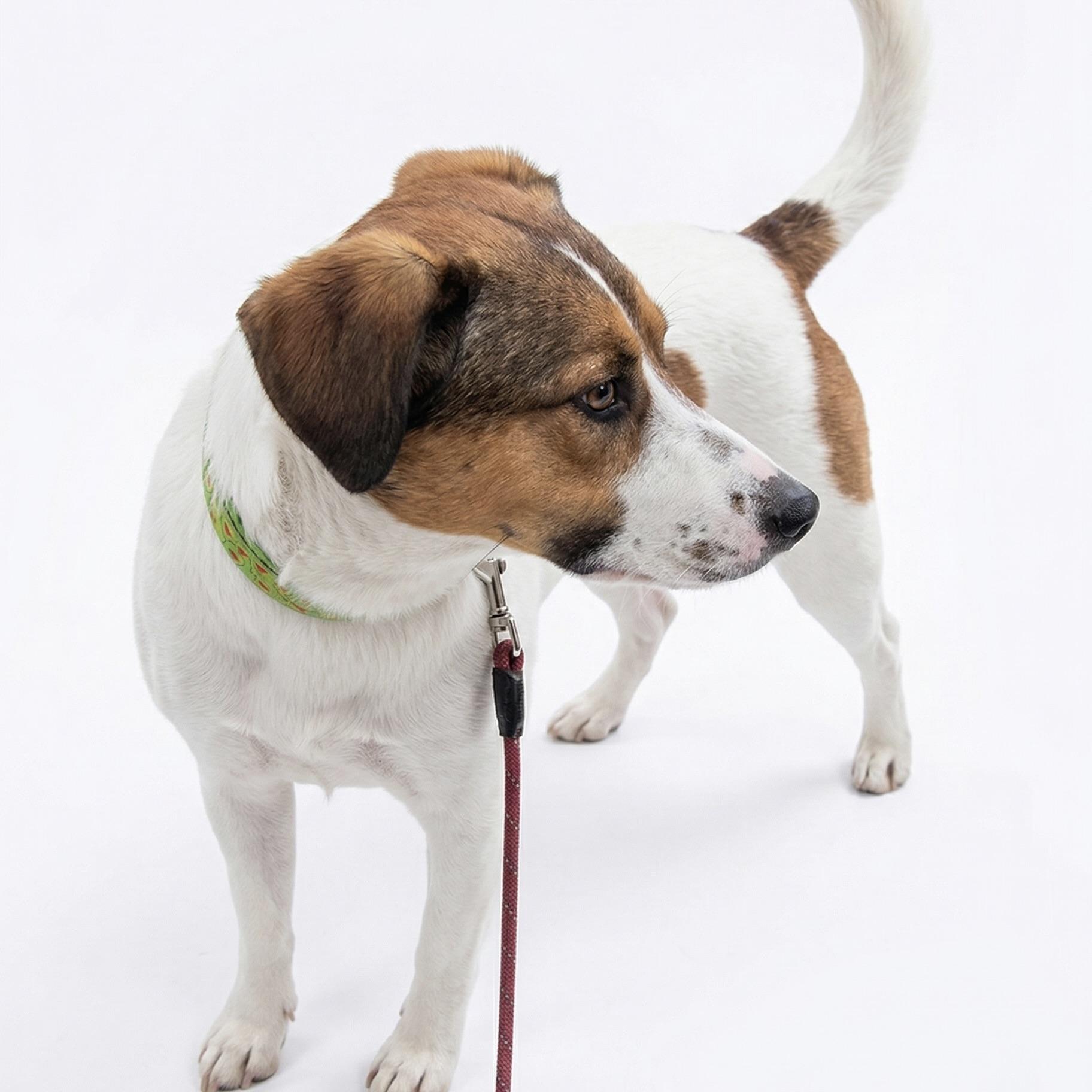Enlarge Danny, a ADOPTABLE mixed breed in Prior Lake, MN image 5/5