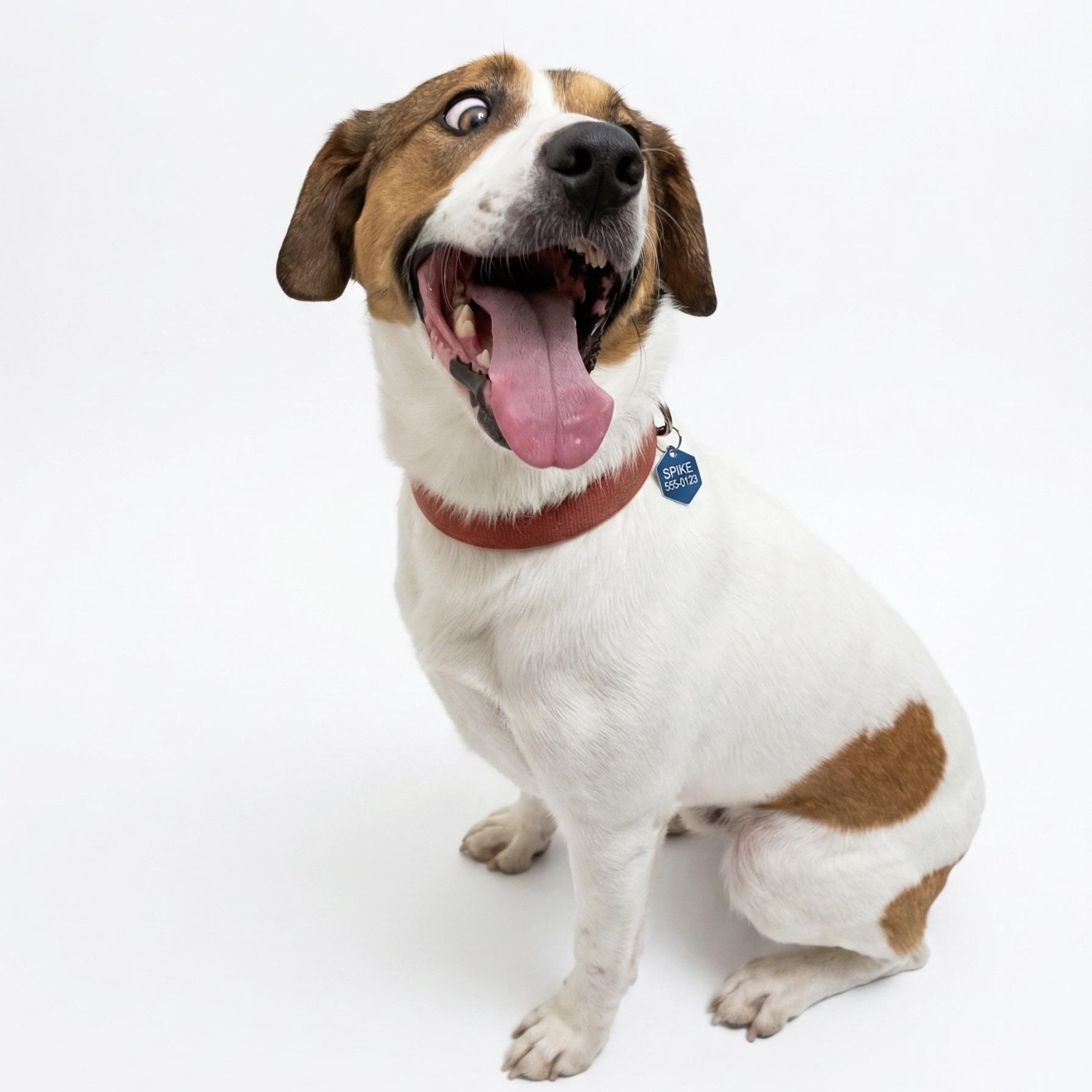 Enlarge Danny, a ADOPTABLE mixed breed in Prior Lake, MN image 3/5