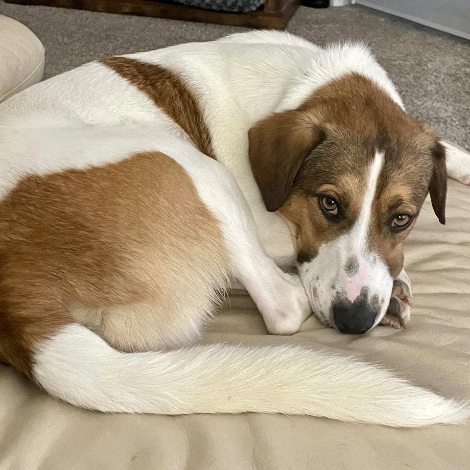 Enlarge Danny, a ADOPTABLE mixed breed in Prior Lake, MN image 4/5