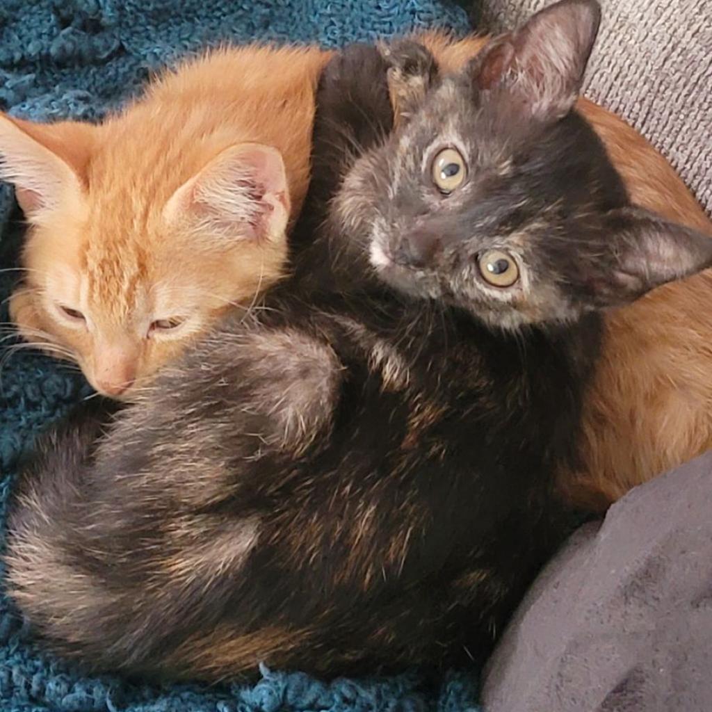 Enlarge Minnie, a Adoptable Domestic Short Hair in West Olive, MI image 2/6