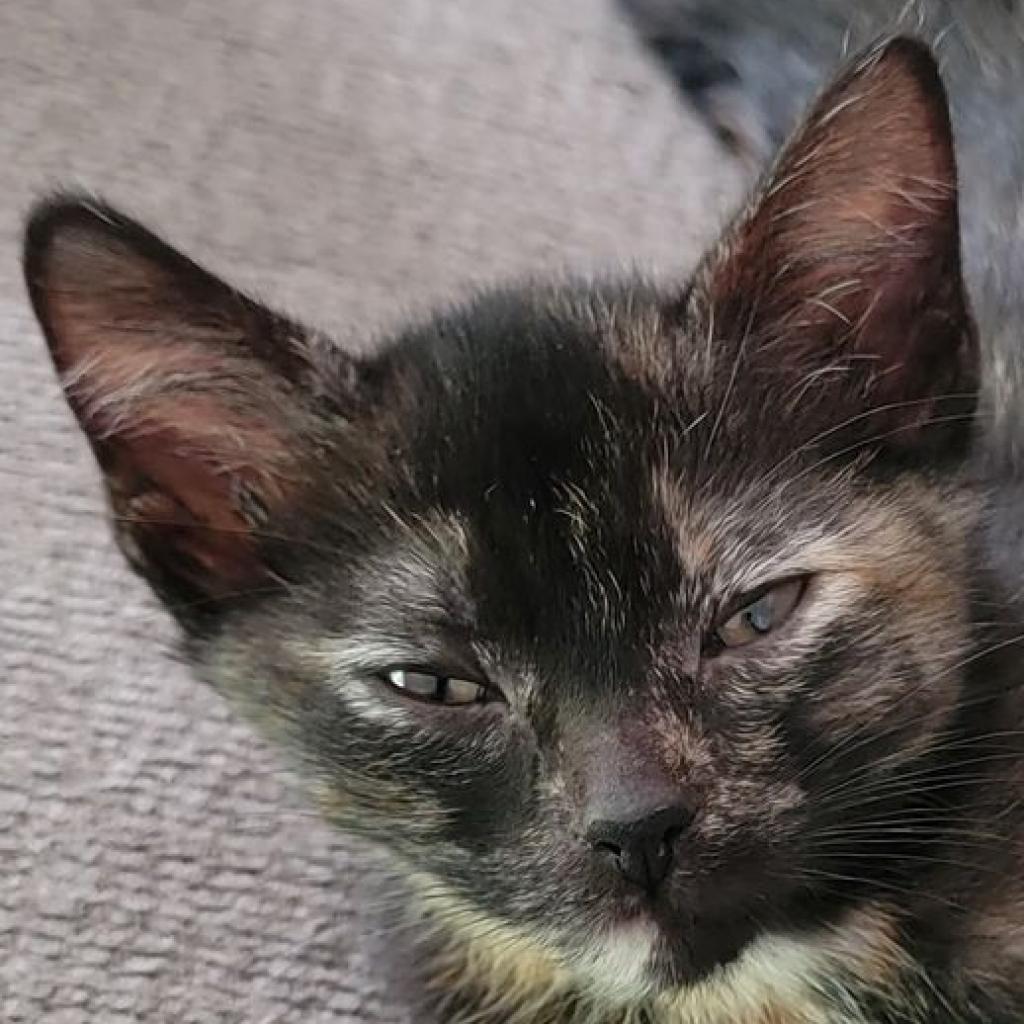 Enlarge Minnie, a Adoptable Domestic Short Hair in West Olive, MI image 3/6