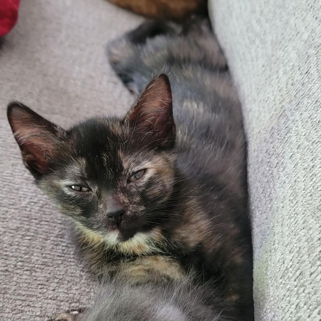 Enlarge Minnie, a Adoptable Domestic Short Hair in West Olive, MI image 4/6