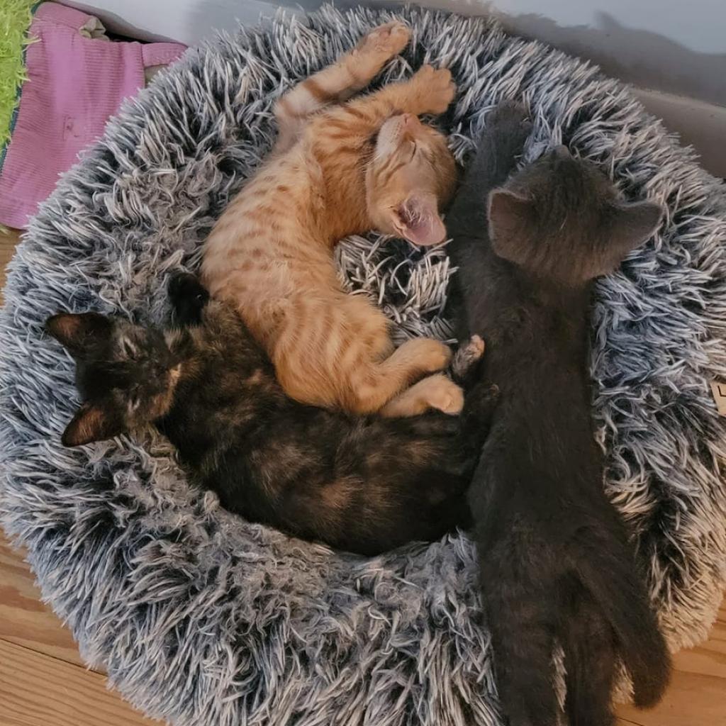 Enlarge Minnie, a Adoptable Domestic Short Hair in West Olive, MI image 5/6