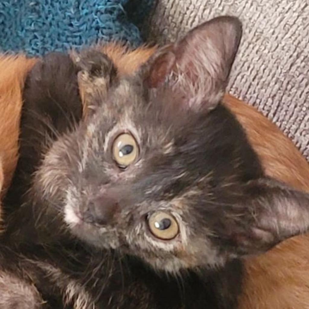 Enlarge Minnie, a Adoptable Domestic Short Hair in West Olive, MI image 6/6