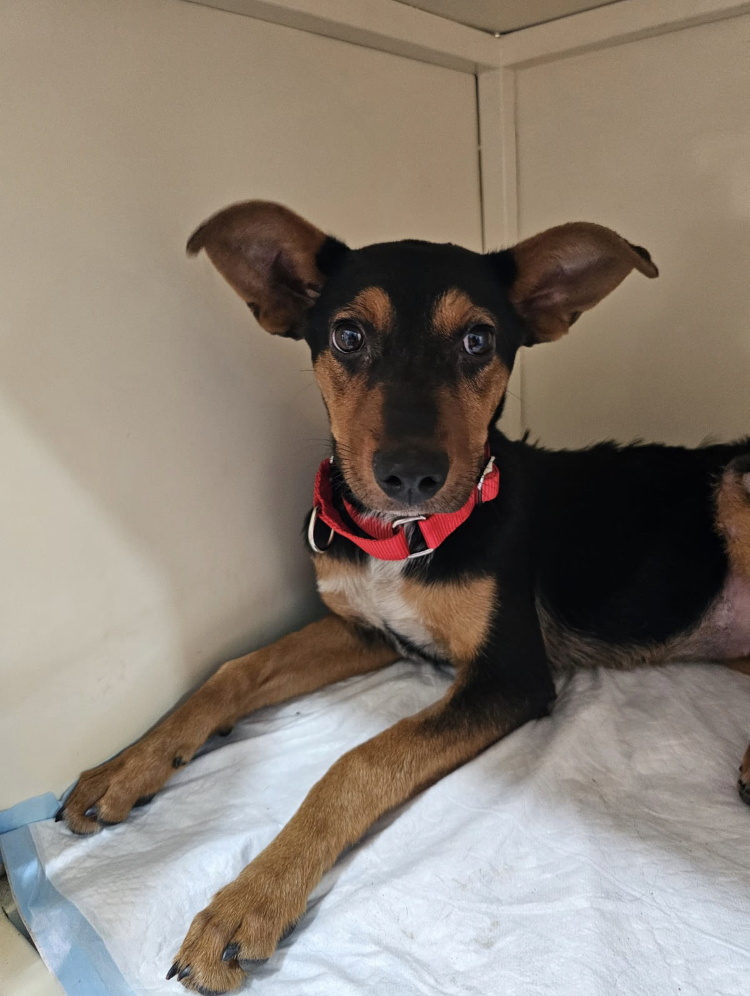 Felicia, an adoptable Mixed Breed in Cabo San Lucas, BCS, 23450 | Photo Image 1