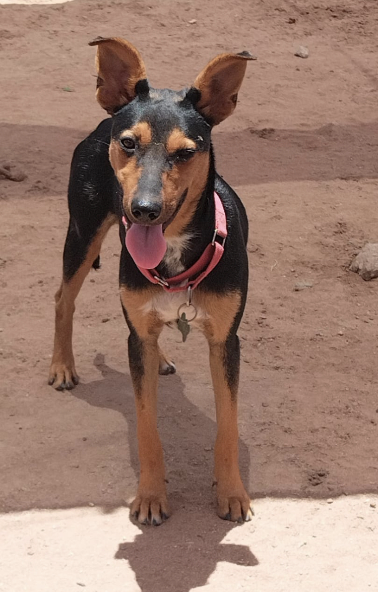 Felicia, an adoptable Mixed Breed in Cabo San Lucas, BCS, 23450 | Photo Image 2