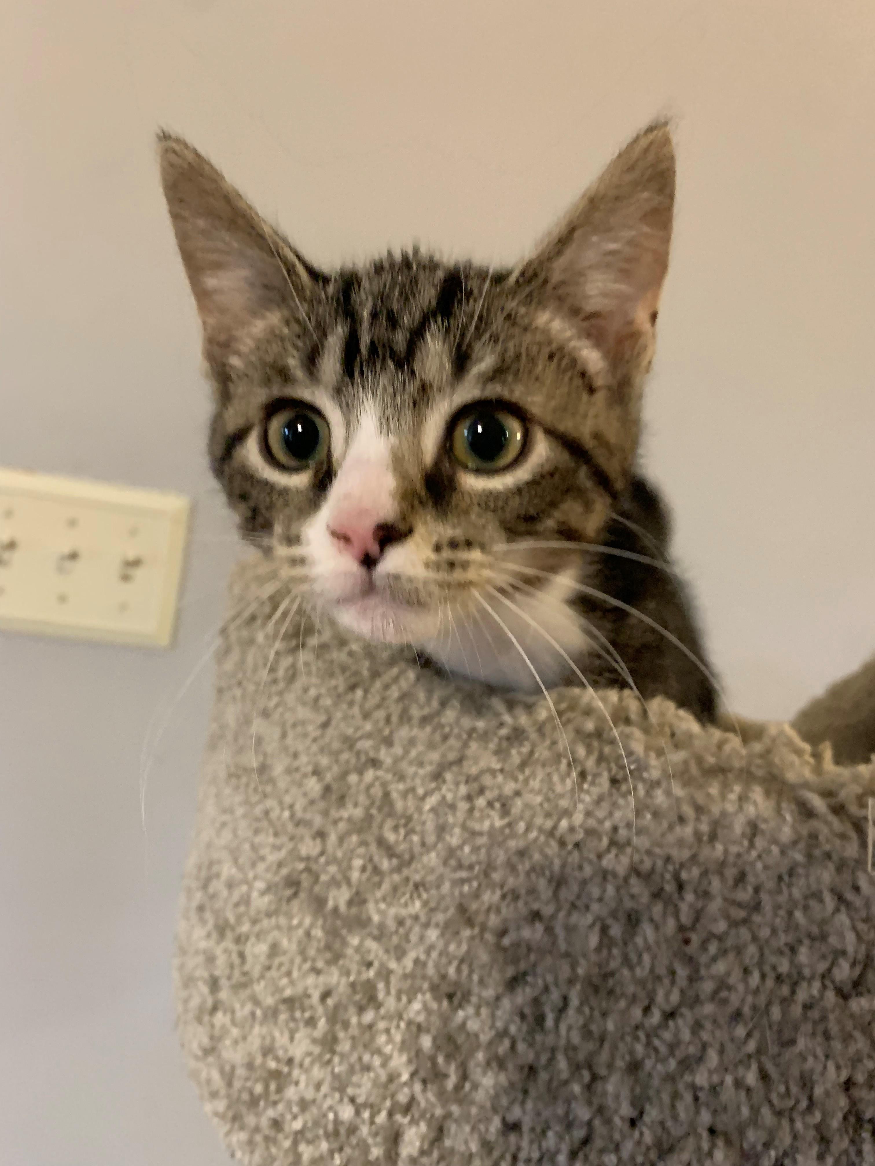 Hughie, adopted, Kitten Male Domestic Short Hair.