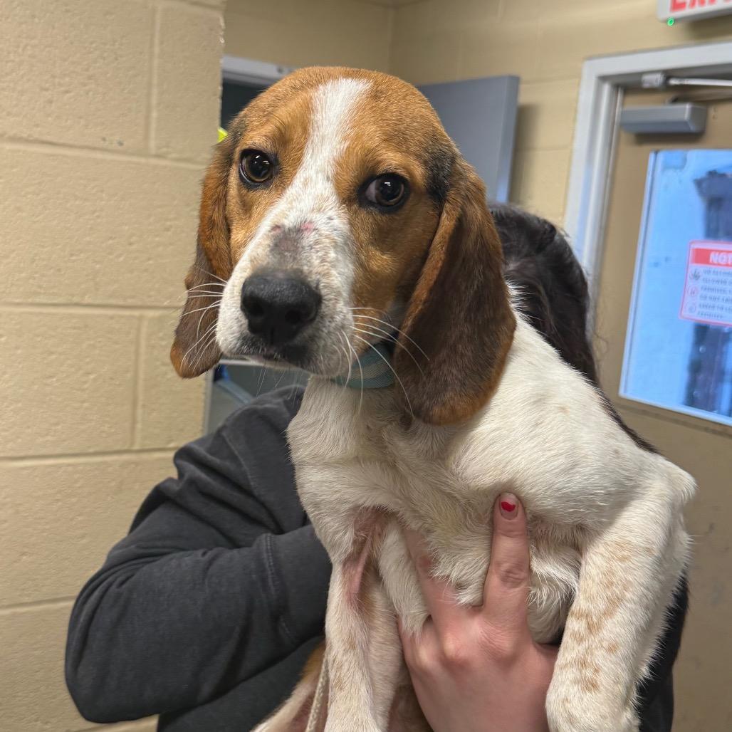 Enlarge Marlin, a Adoptable Beagle in Waldorf, MD image 1/2