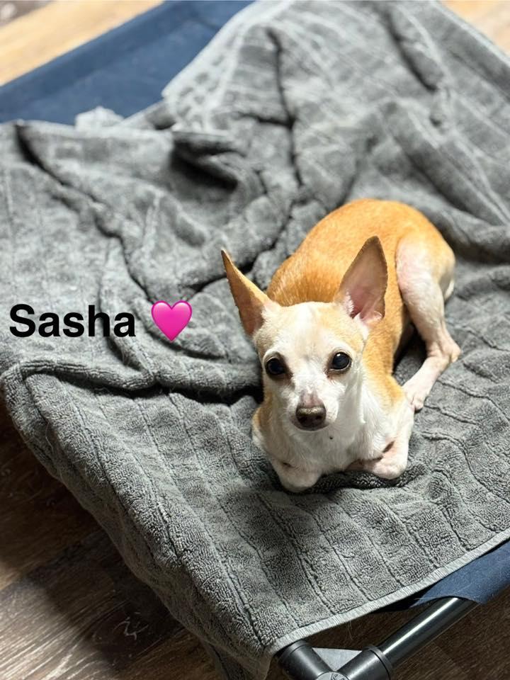 Sasha