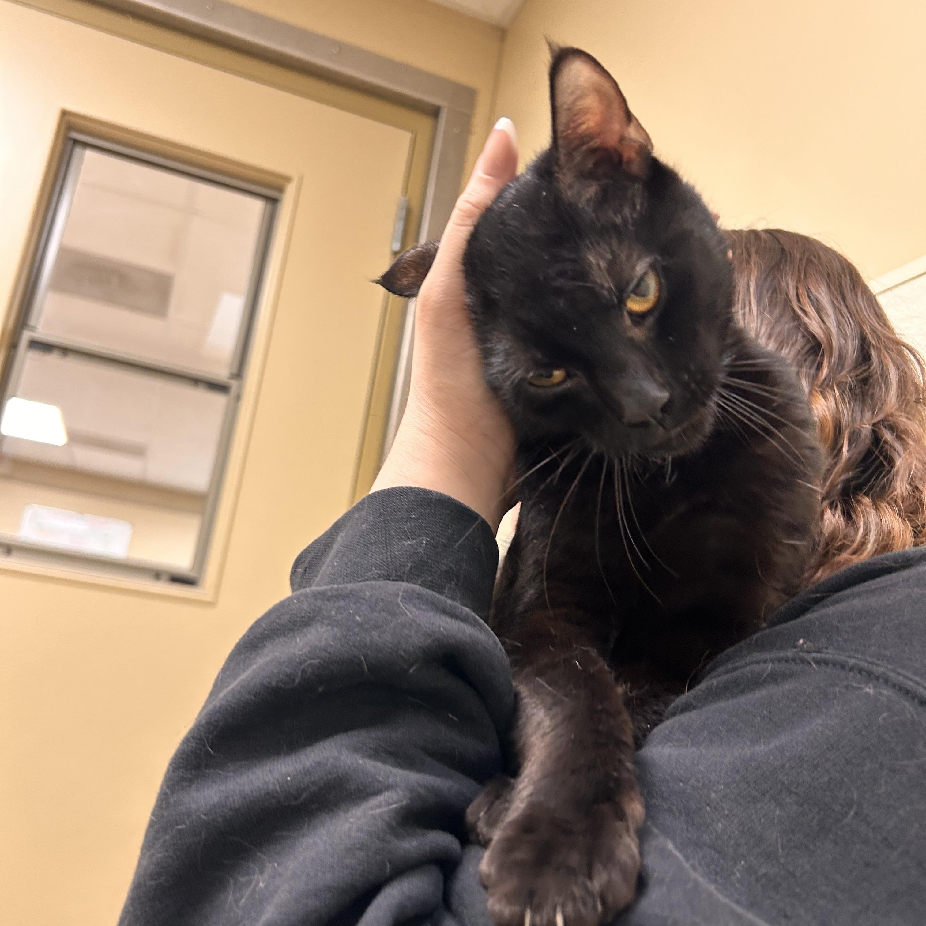 Enlarge Crispy, a ADOPTABLE Domestic Short Hair in Myerstown, PA image 2/3