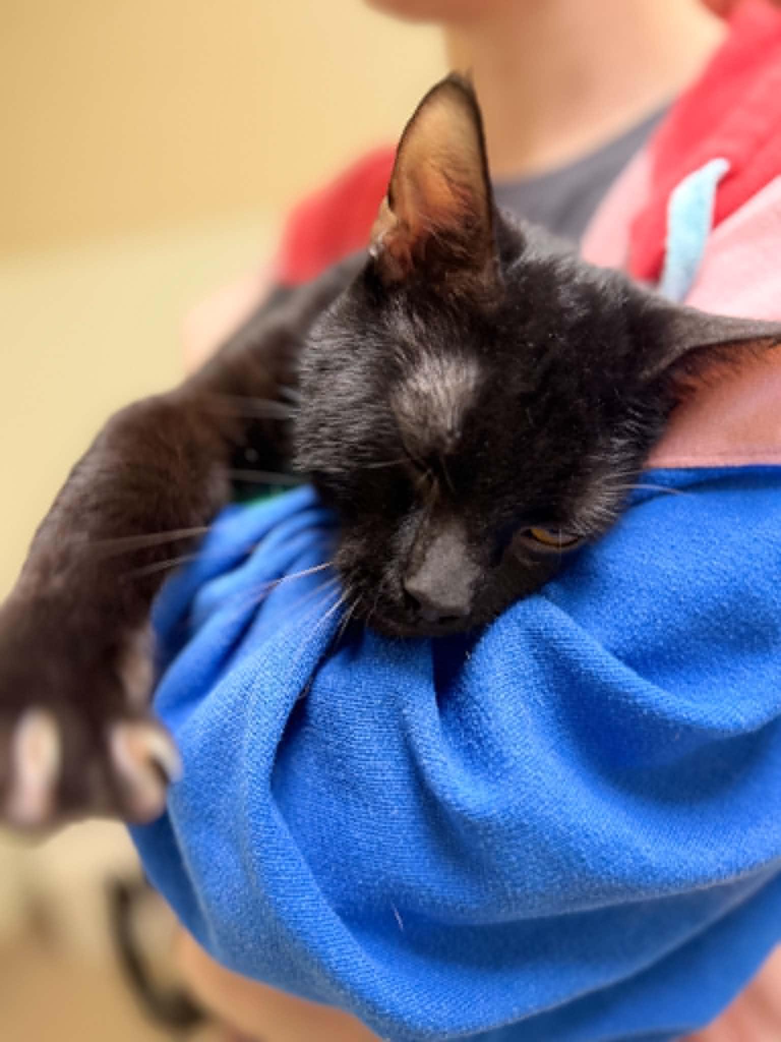Enlarge Crispy, a ADOPTABLE Domestic Short Hair in Myerstown, PA image 3/3