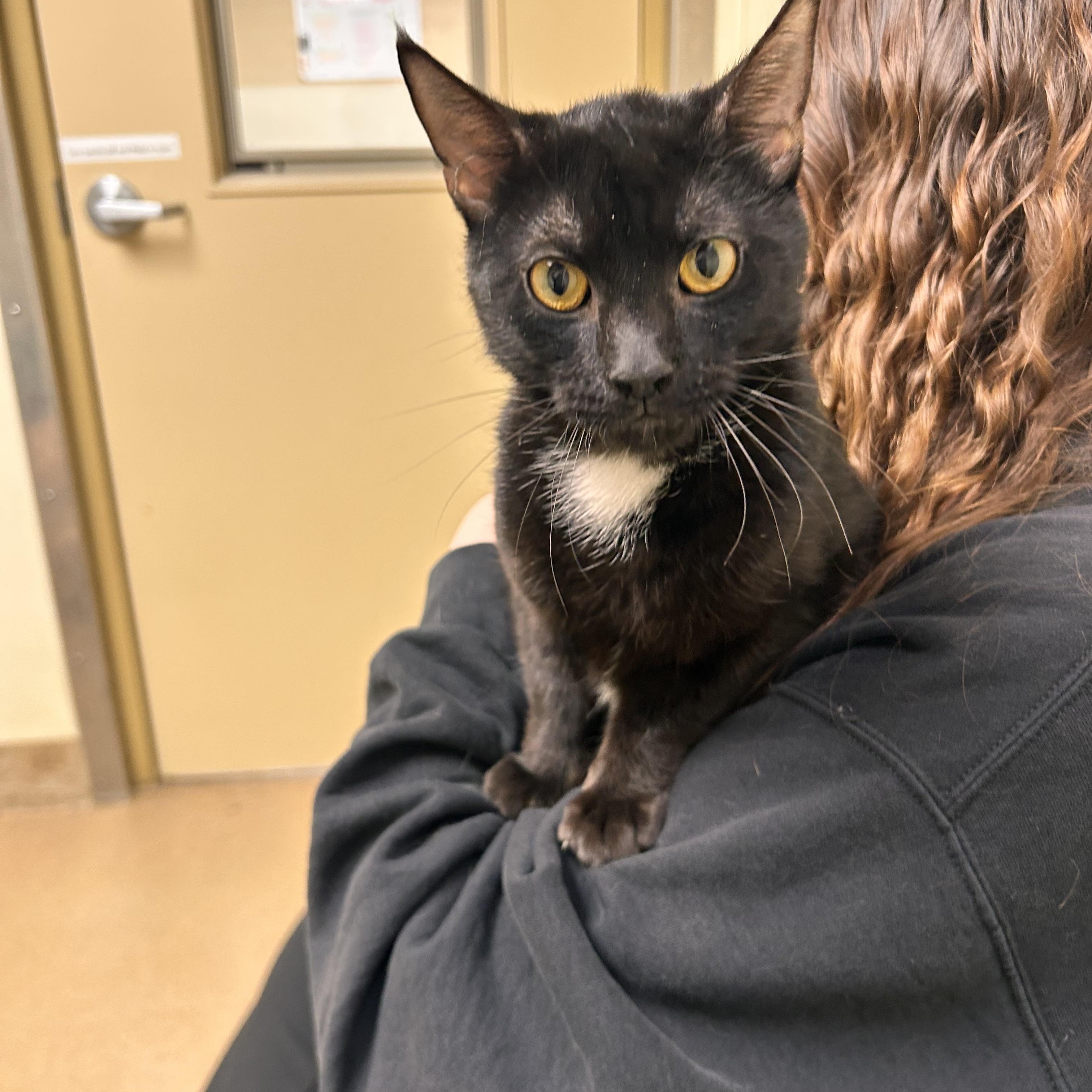 Crispy, ADOPTABLE, Young Male Domestic Short Hair.