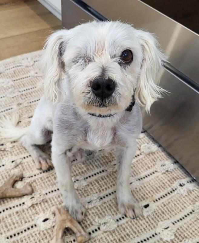 Winston, Adoptable, Adult Male Terrier & Mixed Breed.