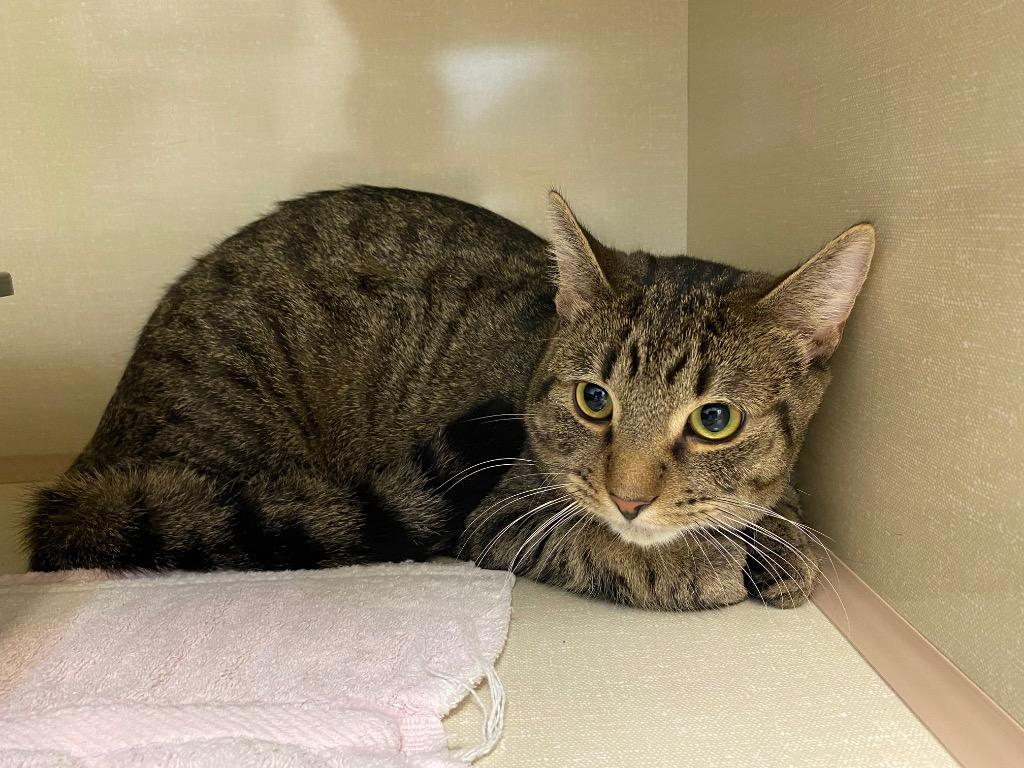 Kaj, Adoptable, Young Male Domestic Short Hair.