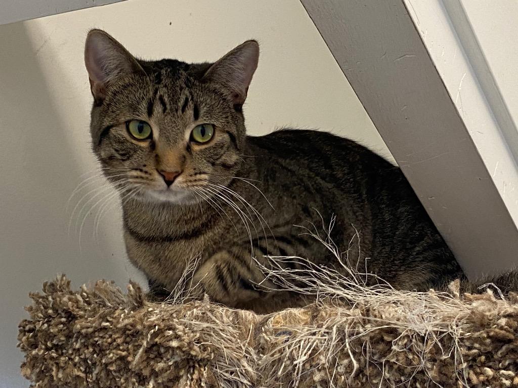 Kai, Adoptable, Young Male Domestic Short Hair.