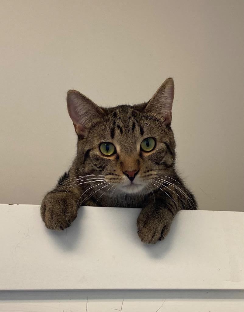 Kai, a Adoptable mixed breed in Winnipeg, MB image 2/3