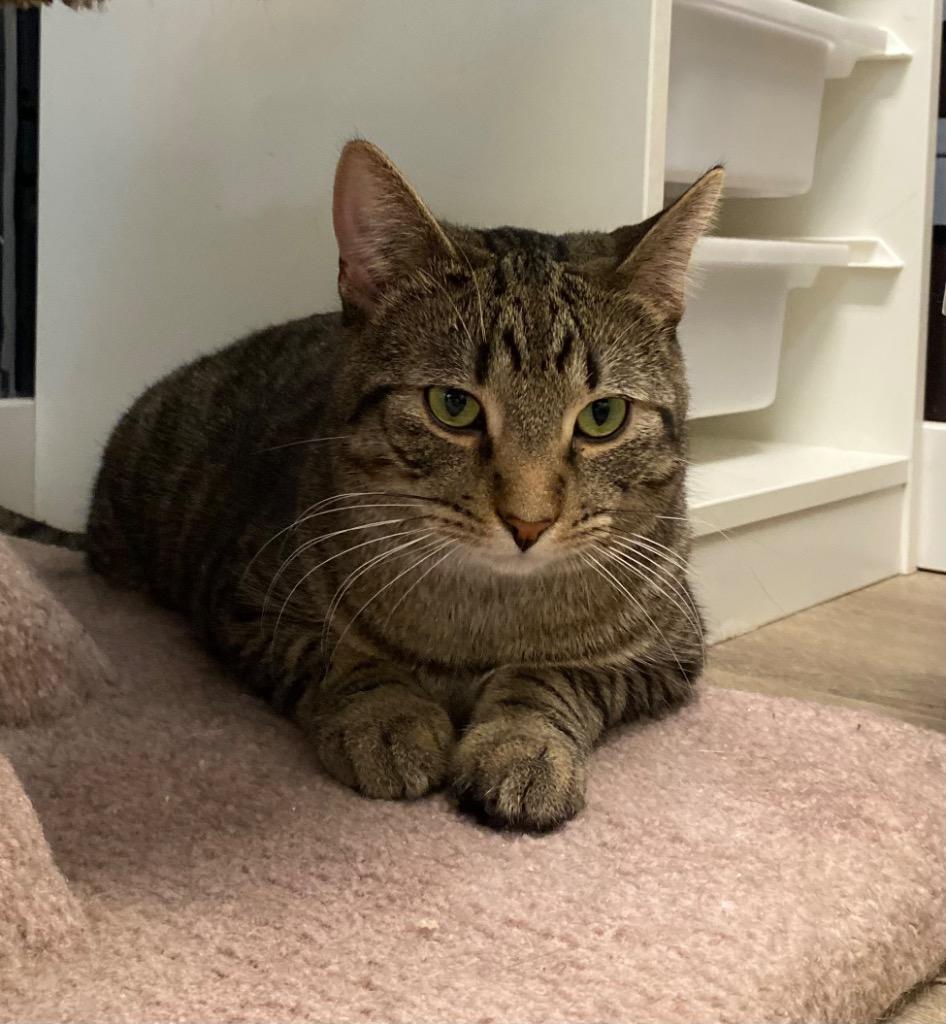 Kai, a Adoptable mixed breed in Winnipeg, MB image 3/3