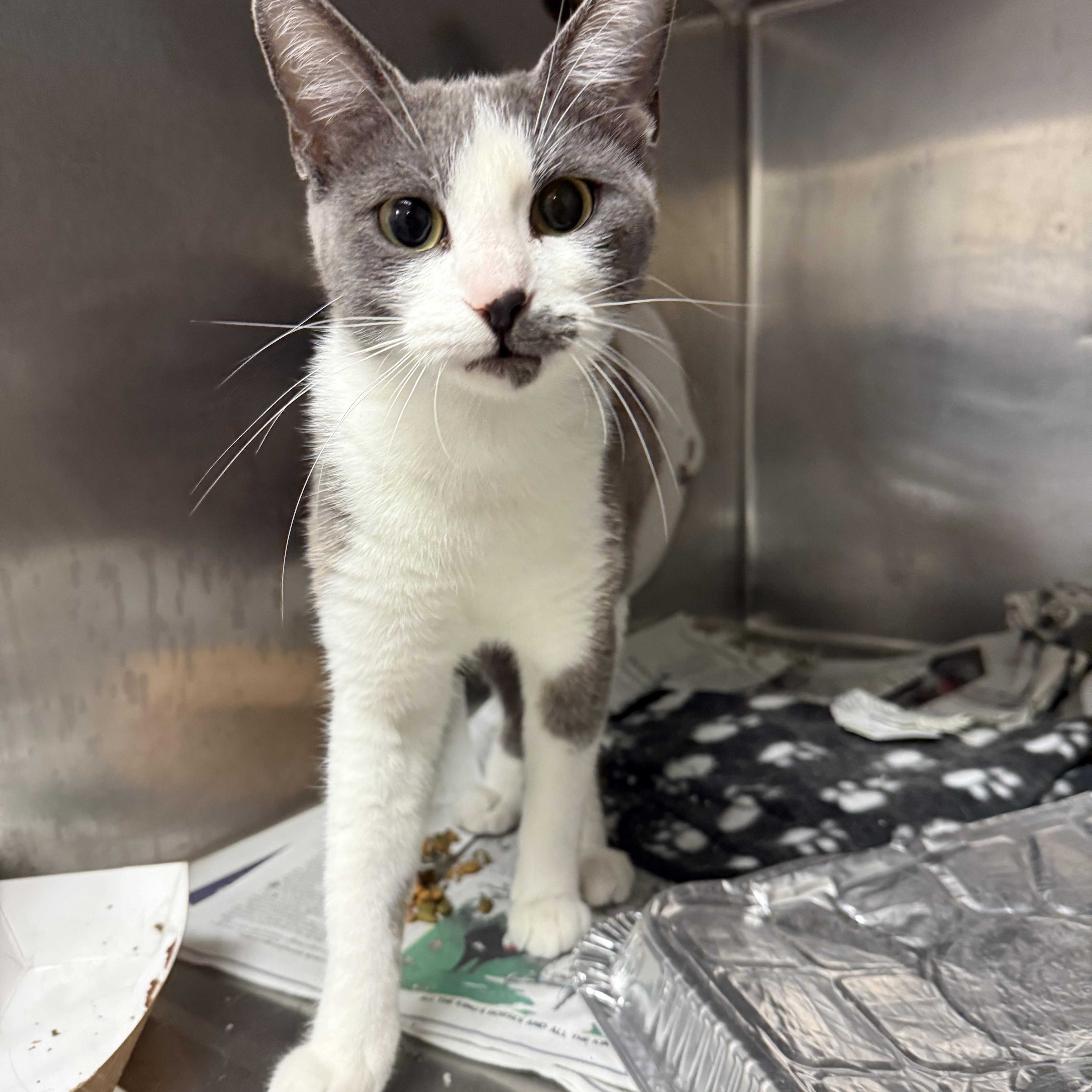 Clovis, Adoptable, Young Female Domestic Short Hair.